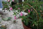 ENCLIANDRA HYBRIDA