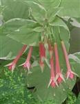 FULGENS VAR. RUBRA GRANDIFLORA