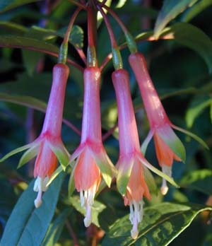 DENTICULATA