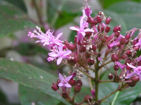 PANICULATA