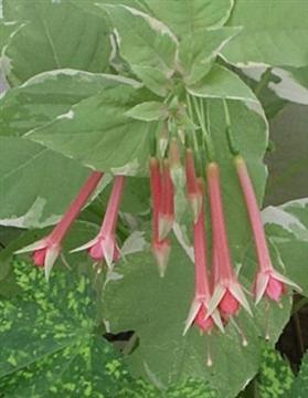 FULGENS VAR. RUBRA GRANDIFLORA